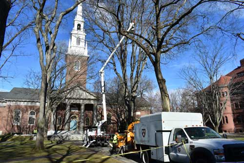 Arborists in Tercentenary Theater